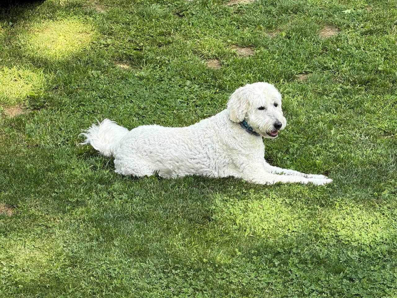 Holden's dog lying in the grass